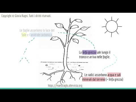 Fotosintesi clorofilliana - SCIENZE - Scuola Primaria - @maestraglo