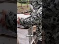 Beekeeping Hack In Vietnam That Shocks Everyone Short Bee Hack Vietnam Shock Amazing Facts