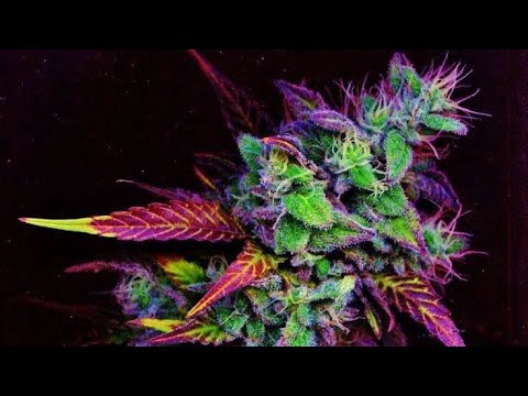 🚧🚧🎄❄️Lil Yeti - PACK | Prod. Bolurin Ojofeitimi 🔥❄️🎄🚧🚧