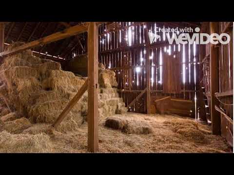 Of Mice and Men Chapter 5 Audio Book