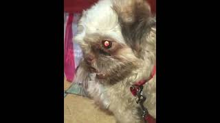 OUR BEAUTIFUL PUPPY | DOG LOVER