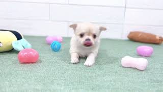 チワワ（ロング）の動画01