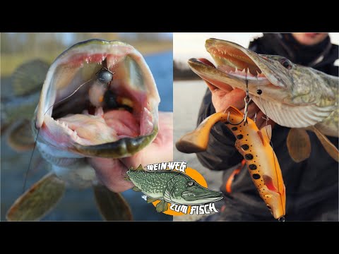 KLEIN oder GROSS - Welcher Köder fängt mehr und größere Hechte?