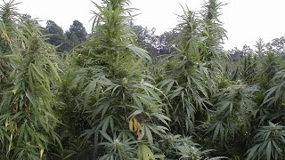 Wildwood Weed - Live Version of Jim Stafford Classic