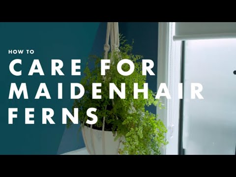 How To Care For A Maidenhair Fern - Bunnings Australia