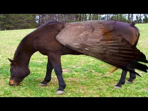 Röntgen von Brust- und Halswirbelsäule Schmerzen während der Intoxikation