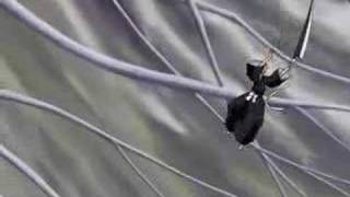 Bleach: Memories Of Nobody - Ghostbusters Parody