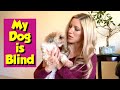 How To Care For A Blind Dog My Imperial Shih Tzu Lost Her Eyesight