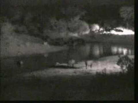 Large Buffalo Herd Arrives Djuma 07/03/07 - 2