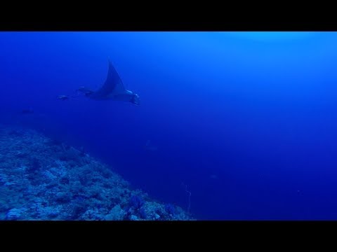 Manta and Grey Reef Shark at Elphinstone by Bahi and Moataz