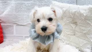 ミニチュアシュナウザーの動画01