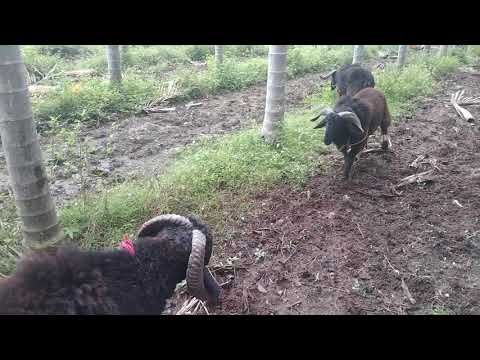 Tagaru. Fight 👍👍👍👍❤️