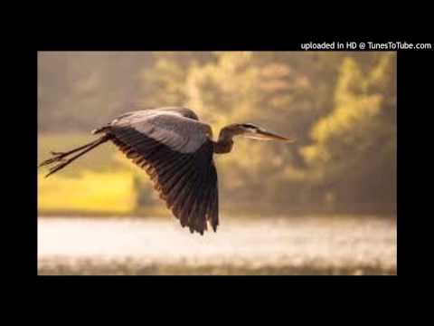 Today's Tango Is... Tradición (II) - Francisco Canaro 11-04-1930