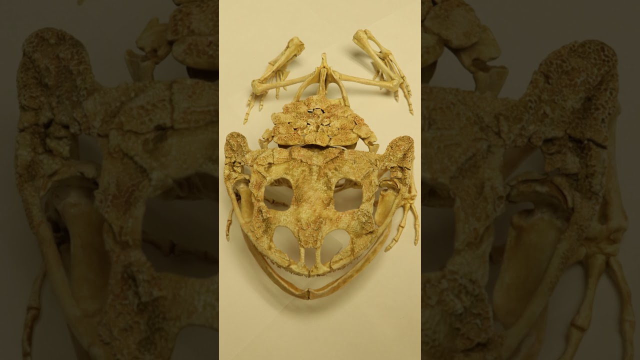 Beelzebufo #fossil #animalfacts #wildlife #beelzebufo #frog #toad #deviltoad #madagascar #amphibian