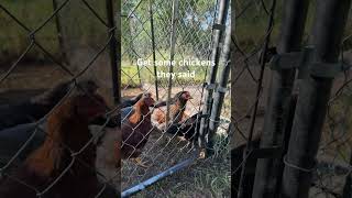 Become a chicken farmer maybe…. #chicken