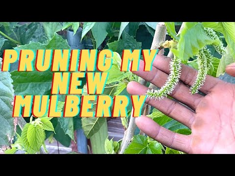 Pruning my New Mulberry