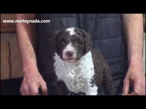 NORTEYNADA MAREA 1 mes "MUY PROMETEDORA"