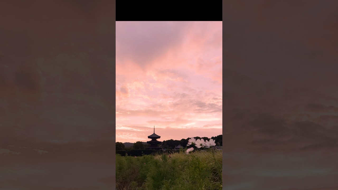 ジッタリン・ジン / コスモス（夕焼け）