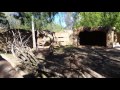 Gazelle Gets Shot In The BUTT With An Anesthesia Reversal DRUG