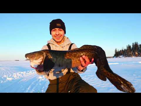 Lake Trout &amp; Burbot, ice fishing 3 separate days