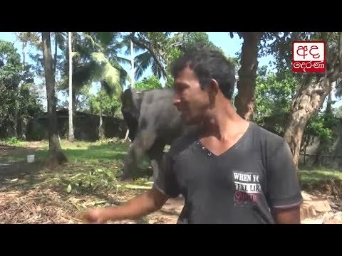 Bellanwila Wimalarathana Thera injured and hospitalised