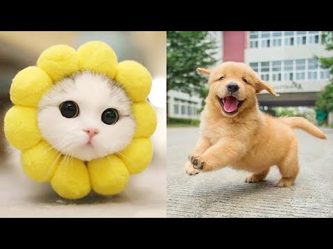 AWW Animals SOO Cute 2024! 😻🐶 Funny and Cute Moment of the Animals #7