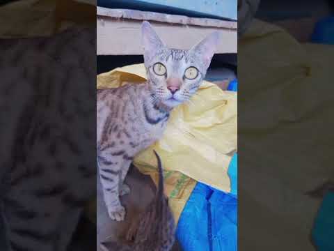 baby cat #catvideos #catlover #viralvideo #subscribe