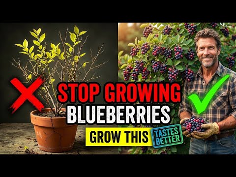 The Native "Super-Fruit" That Tastes Better Than Blueberries