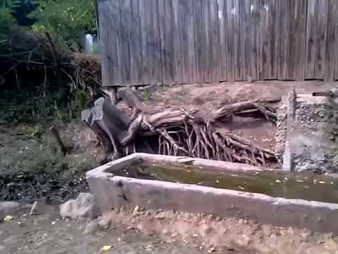 SARBATOARE AVRAMESTI (Vaslui) 2015 (8/41) : TEICA