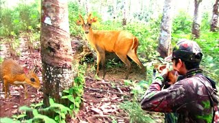 Download lagu HUNTING‼️MEMIKAT KIJANG DAN KANCIL DI HUTAN BELANTARA mp3 Download lagu HUNTING‼️MEMIKAT KIJANG DAN KANCIL DI HUTAN BELANTARA mp3
