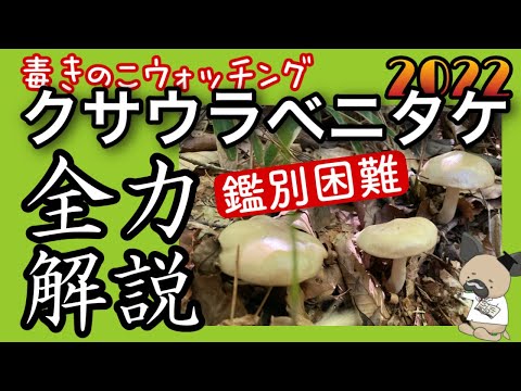 Gastrotheca cornutaについて詳しく解説