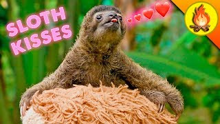 WORLD FAMOUS SLOTH…gives tiny kisses! by Brave Wilderness