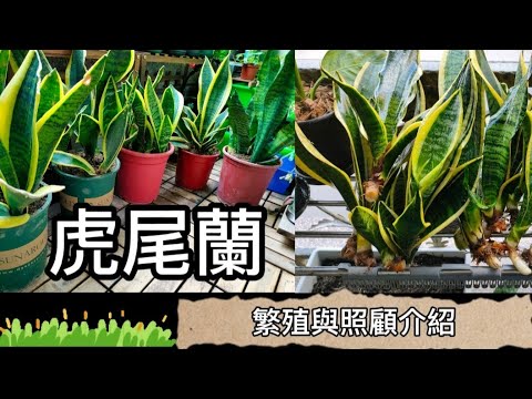 虎尾蘭介紹