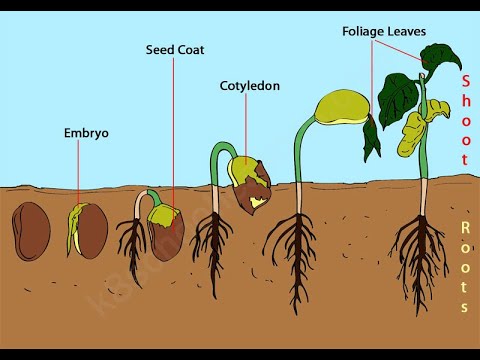 Germination What Is Germination Seed Germination For Kids