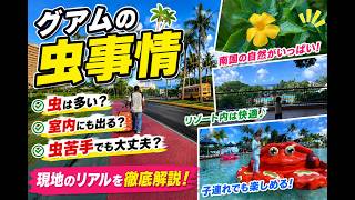 【グアムの虫事情】虫は多い？室内にも出る？虫苦手でも大丈夫？