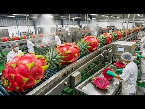 Inside the Factory: How to Make Delicious Dried Dragon Fruit (Full Process)