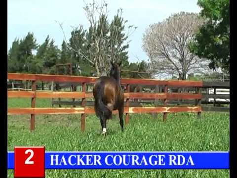 2014-GRAN REMATE HARAS RINCON DEL AGUARA - LOTE 2  - HACKER COURAGE RDA