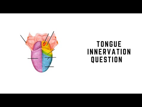 Tongue Innervation Anatomy Video Question