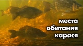 Ловля карася осенью места ловли
