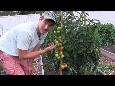 , title : 'Complete Heirloom Tomato Tour & Harvest! + A first Look at A NEW Tomato Variety'
