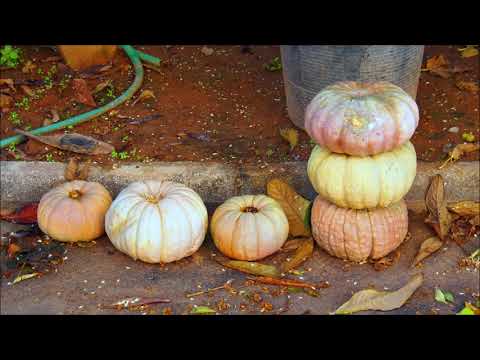 Mauella   L' horta de València