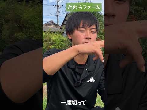 なぜ蘭にタマネギを入れるのですか？成長と開花を活性化するための4つの奇跡的なヒント  庭園