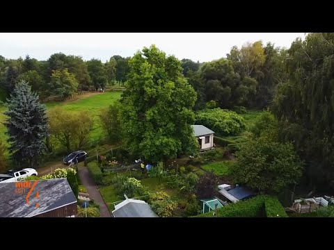 🌳Tulpenbaum richtig schneiden🌳✂