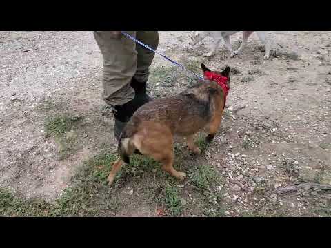 Tessa, an adoptable German Shepherd Dog in Bandera, TX_image-1