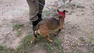 Video preview image #1 Mutt Puppy For Sale in Bandera, TX, USA