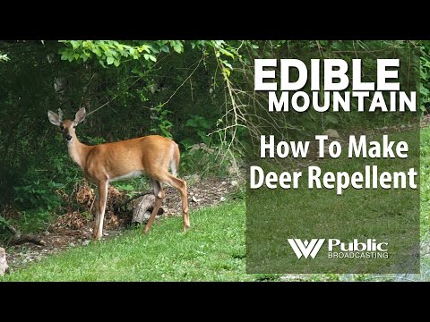 EDIBLE MOUNTAIN — How To Make Deer Repellent