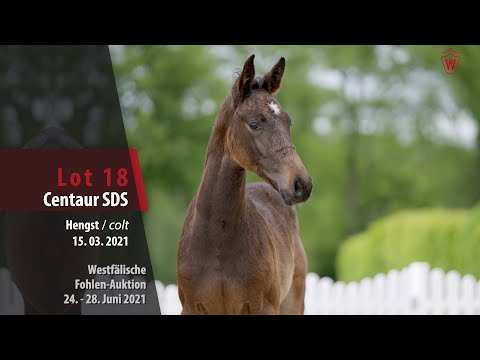 Westfälische Fohlen-Auktion Lot 18 Centaur SDS Hengst v. Christian's Chacco - Chellano Z