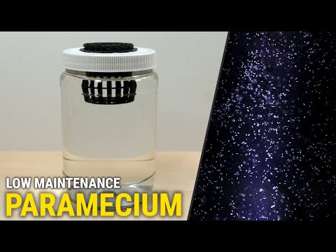 How I Culture Paramecium - Even When I Don't Want To