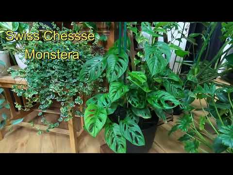 URBAN JUNGLE  guided walkthrough