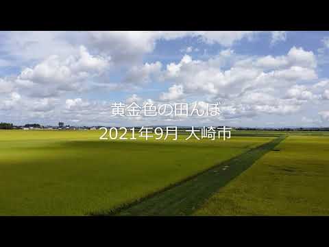 黄金色の田んぼ｜2021.9｜宮城県大崎市